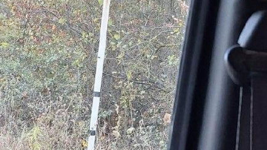 В Краснодарском крае полицейские разыскивают браконьера, убившего самку кабана
