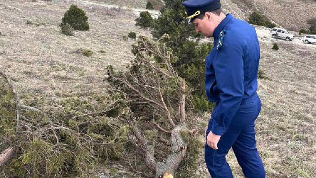 В Геленджике «черные лесорубы» устроили массовый спил краснокнижного можжевельника