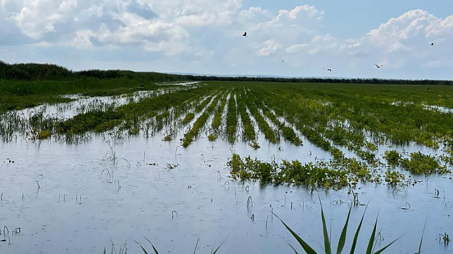 На Кубани из-за непогоды пострадали около трети посевов риса