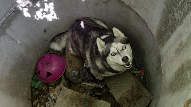 В Новороссийске спасатели достали из глубокого колодца на заброшенной стройке живого хаски