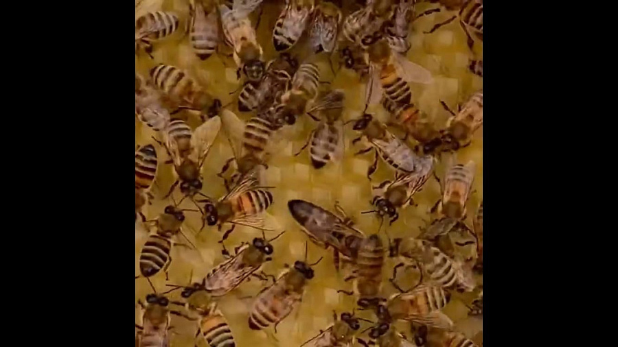 В Анапе пасечники сняли с дома местных жителей рой из 7 тысяч диких пчел. Видео