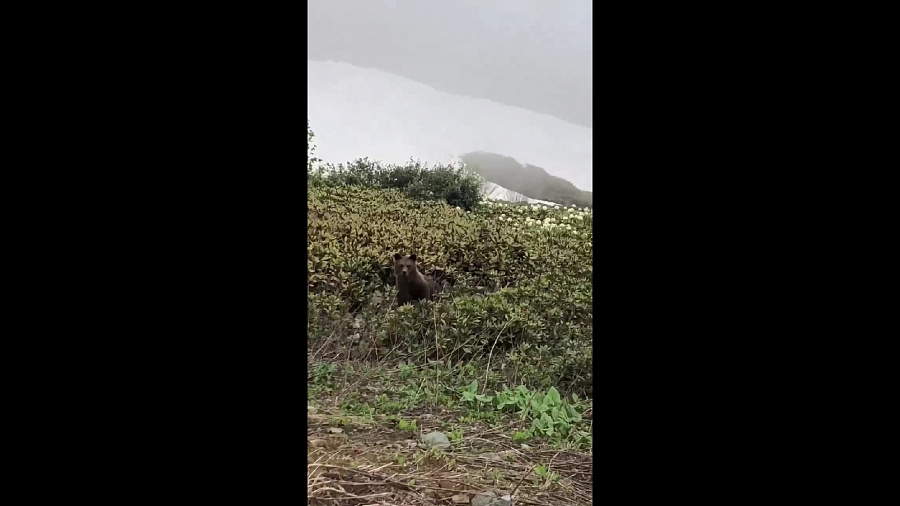 В горах Сочи медвежонок забрался в куст рододендронов. Видео