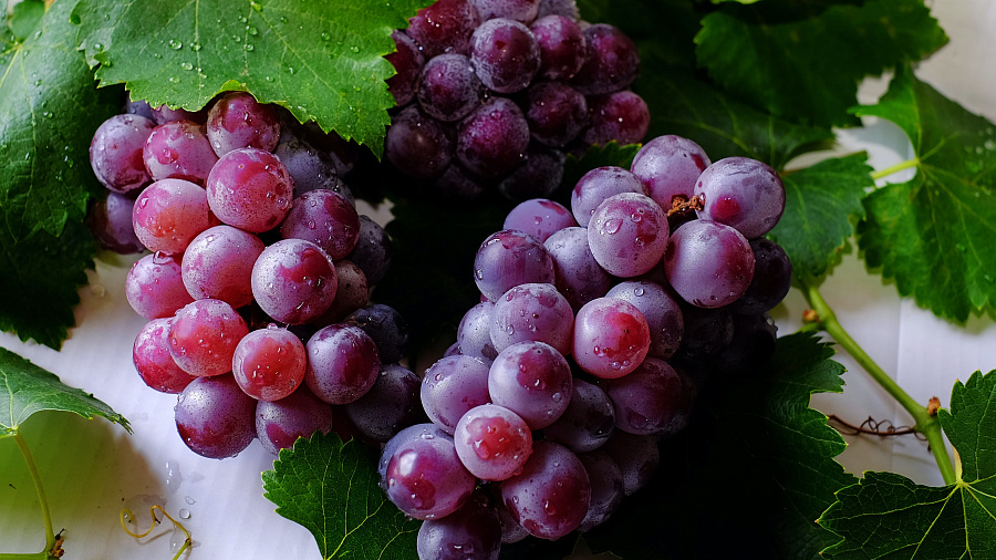 В Краснодарский край пытались завезти 13 тонн зараженного винограда из Египта