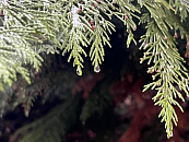 В Краснодаре и крае в воскресенье прогнозируется ненастная погода: сильные дожди, мокрый снег в горах и штормовой ветер