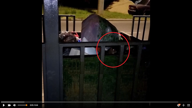 В Краснодаре сняли на видео полчища крыс, оккупировавших мусорные баки 