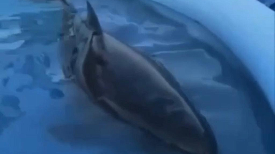 В Новороссийске на берег выбросило беременную самку дельфина