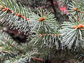 В Краснодаре и крае в субботу погода изменит курс: дожди, местами - грозы, сильный ветер и гололедица