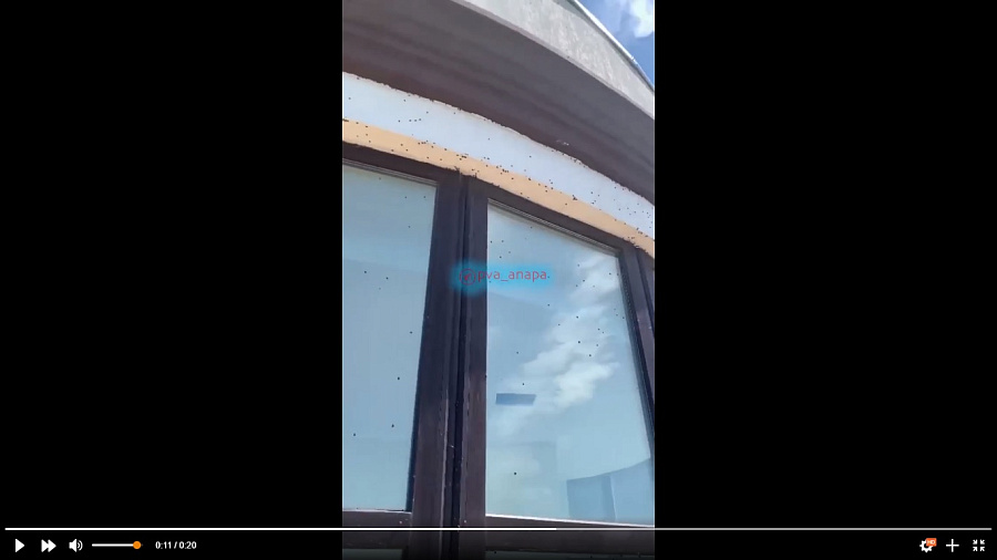 В Анапе сняли на видео полчища божьих коровок, терроризирующих туристов