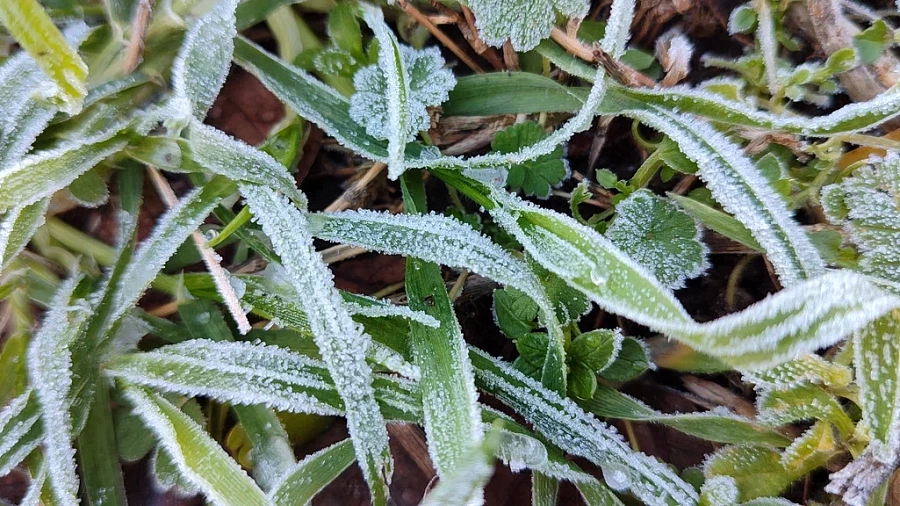 Морозы до -6°C дошли до Черноморского побережья Кубани