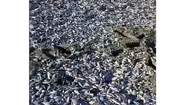 Названа причина гибели 400 тысяч карасей в реке Эльбузд на Кубани
