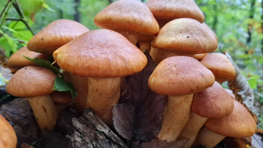 В Горячем Ключе от отравления грибами пострадали 11 человек