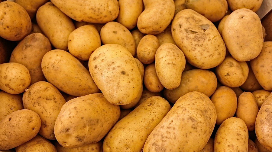В Краснодарский край пытались завезти 27 тонн зараженного картофеля из Египта