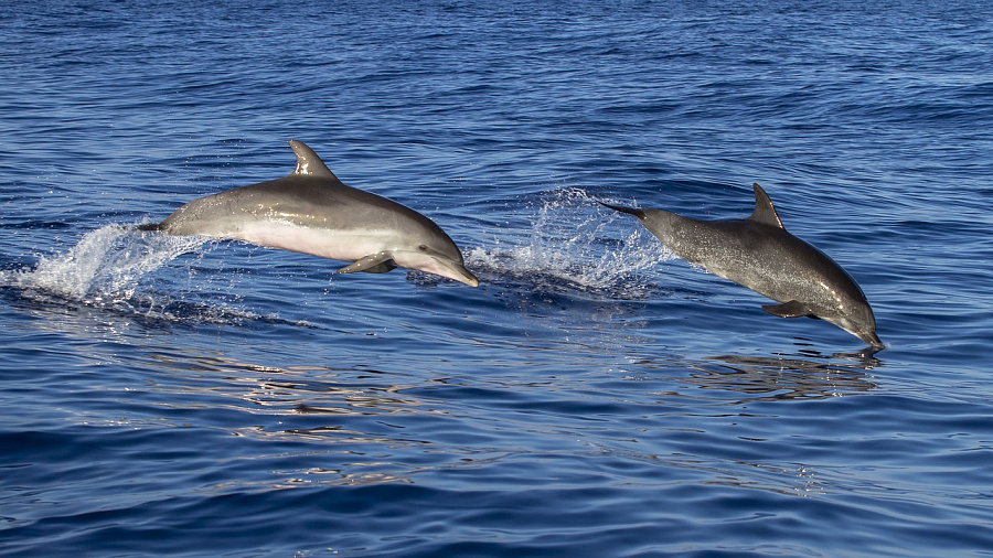 Рост числа погибших черноморских дельфинов зафиксировали эксперты в 2020 году