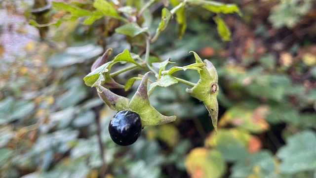 В Сочи начали давать плоды ядовитые растения белладонны кавказской