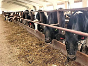В Краснодарском крае агрофирма увеличила валовое производство молока благодаря участию в нацпроекте