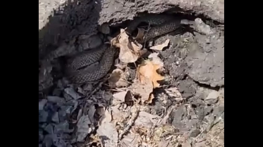 Житель Краснодара обнаружил спящую змею в провалившемся асфальте. Видео