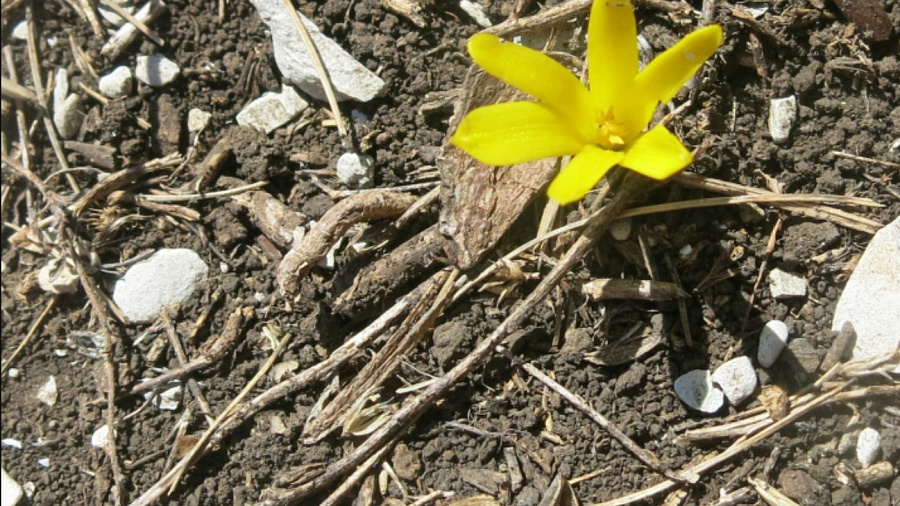 В Краснодарском крае уникальный подземный цветок вышел на поверхность горы