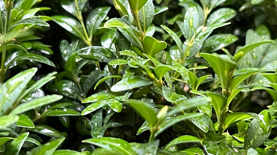 В Краснодаре и крае в середине недели погода отметится сильными дождями и грозами при ветре до 20 м/с