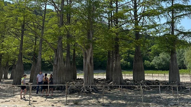 В Анапе туристы вновь на фотосъемках вытаптывают оголившиеся корни кипарисов на озере Сукко