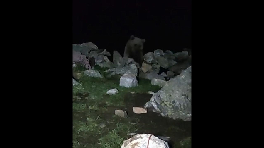 Кубанские туристы всю ночь отбивались от голодного медведя на Архызе (ВИДЕО)