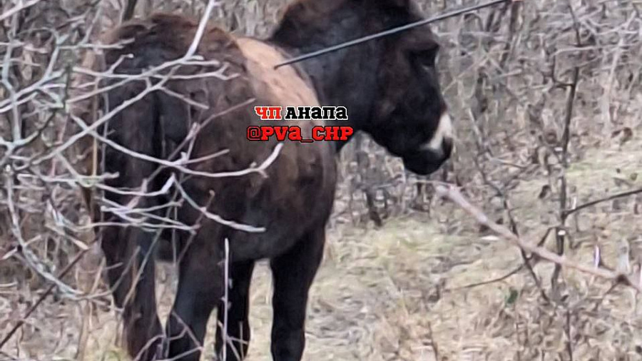 В Анапе неизвестные ранили осла стрелой 