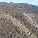 На Кубани в заповеднике «Утриш» найден редкий вид летучей мыши-вечерницы