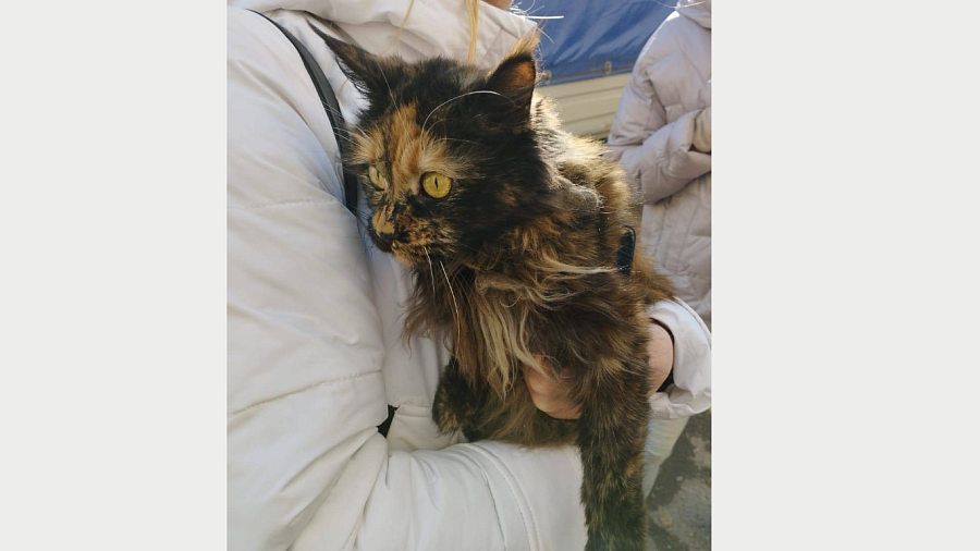 В Ейске кошка провела две недели под завалами после трагедии с крушением Су-34