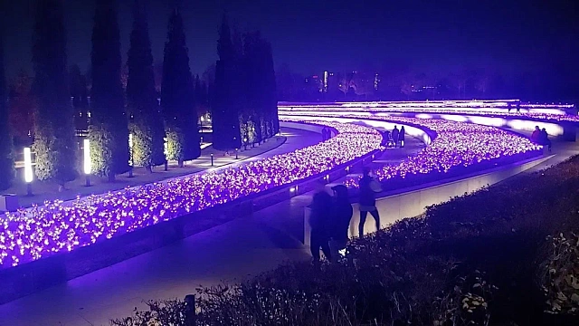 Волшебный неоновый шалфей озарил парк Галицкого в Краснодаре