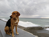 Погода готовит испытание для Причерноморья: синоптики предупреждают о затяжных ливнях