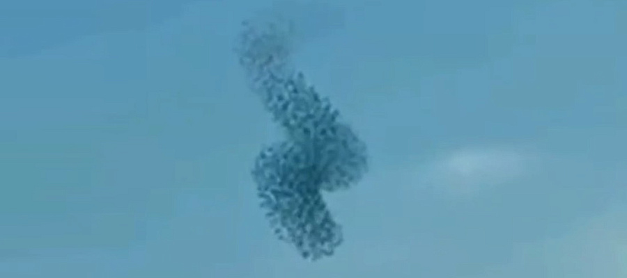 На Кубани сняли на видео зрелищную мурмурацию птиц