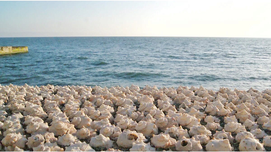 Жительница Сочи развеяла миф о тайном пляже, усыпанном ракушками
