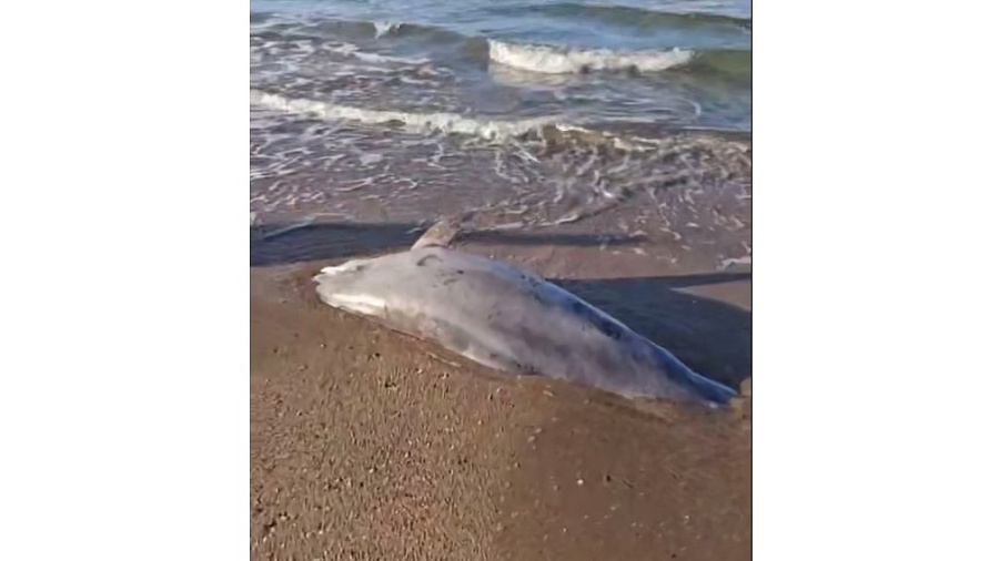 Огромный мертвый дельфин найден на пляже Анапы