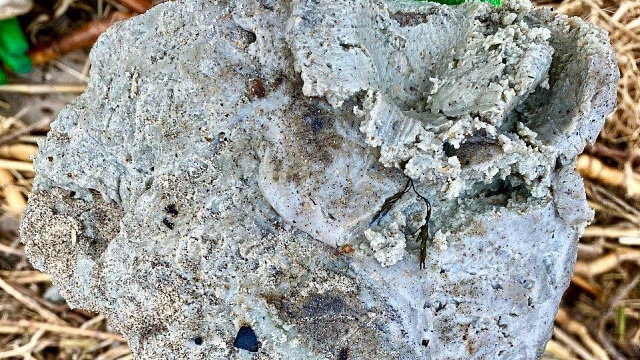 Волонтеры нашли пальмовое масло на берегу Черного моря на Кубани