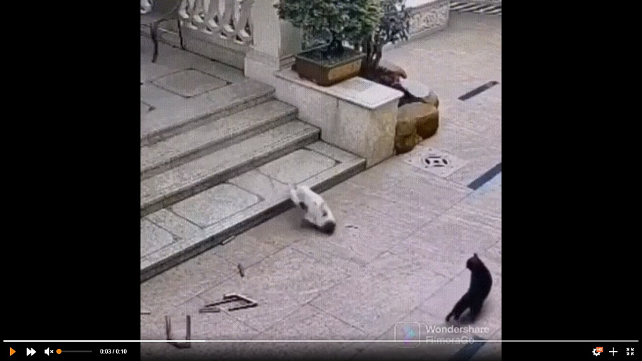 Неудавшаяся погоня толстого пса за котом до слез рассмешила пользователей Сети