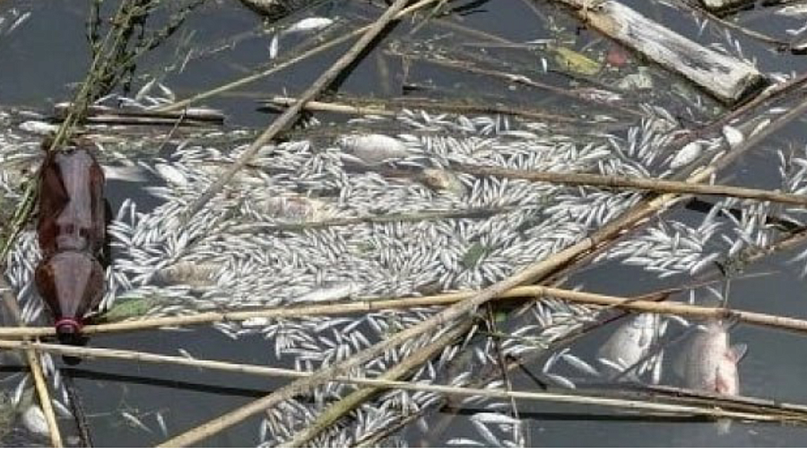 Власти Краснодара назвали причину мора рыбы в Карасунском озере