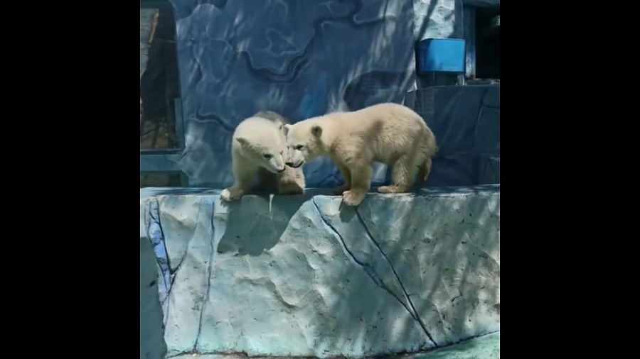 В Сафари-Парке Геленджика показали полугодовалых белых медвежат (ВИДЕО)