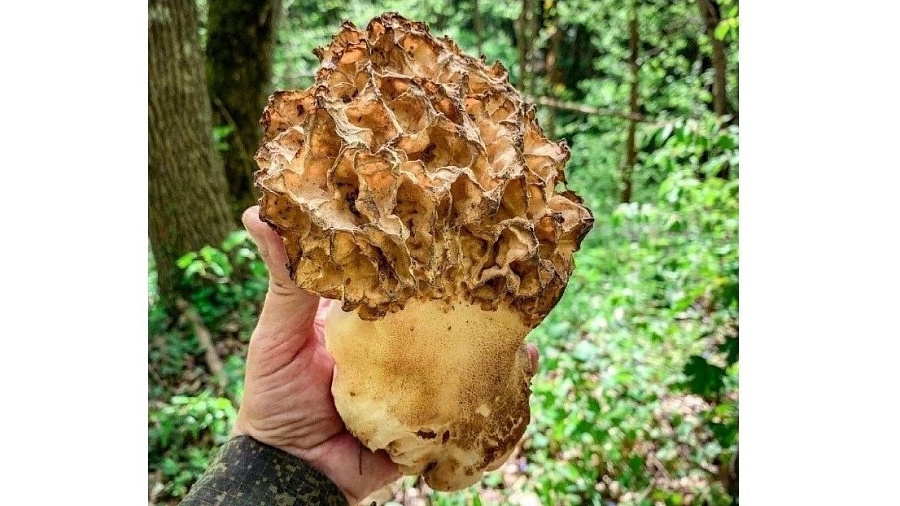 Гигантский сморчок отыскал грибник в лесу под Новороссийском
