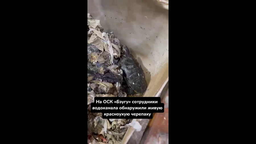 В Сочи сотрудники водоканала спасли домашнюю черепаху, застрявшую в канализации