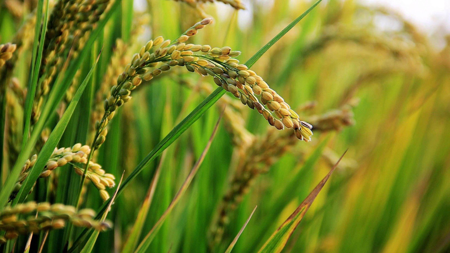 Краснодарский край планирует заменить импортный длиннозерный рис  на отечественный к 2026 году