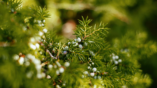 Экологи бьют тревогу из-за массовой вырубки краснокнижных растений в Краснодарском крае