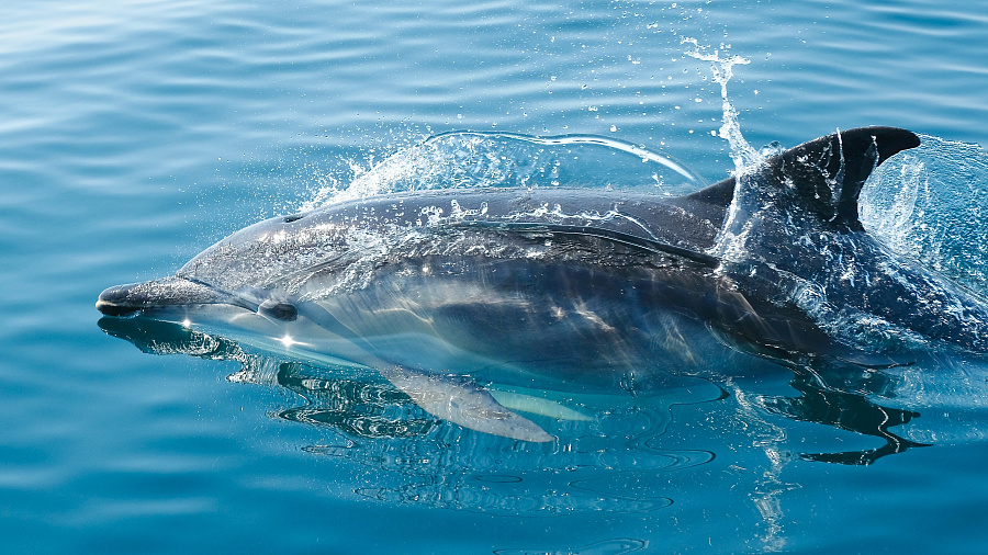 Эксперты назвали причиной массовой гибели дельфинов в Сочи эпидемию