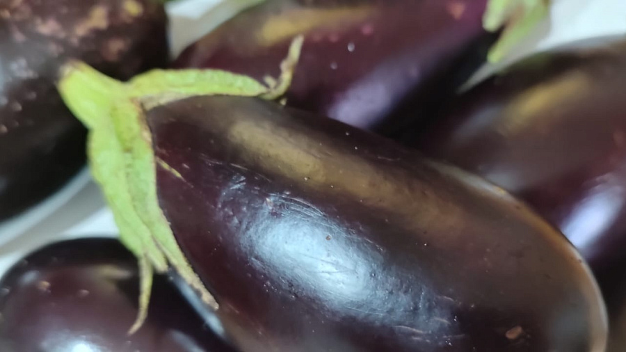 Карантинного вредителя нашли в 13 тоннах баклажанов на складе в Краснодаре