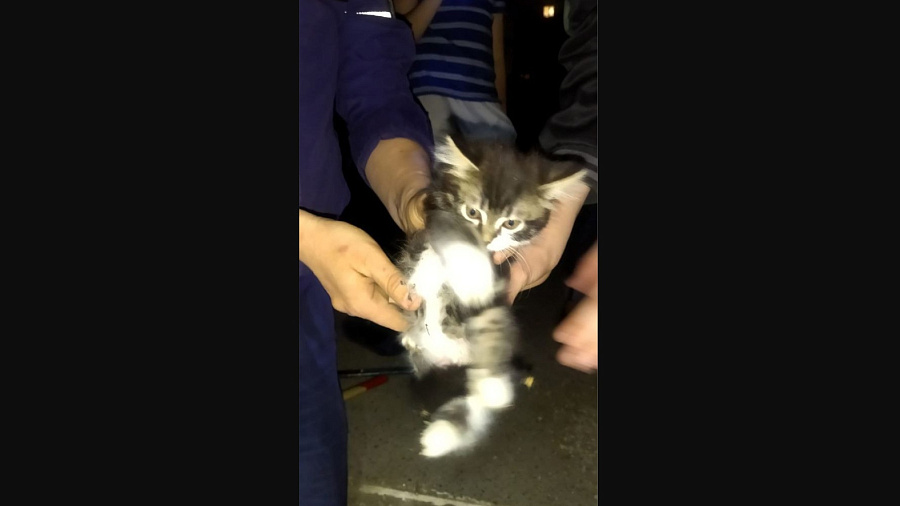 В Новороссийске котенок и собака застряли в ливневке