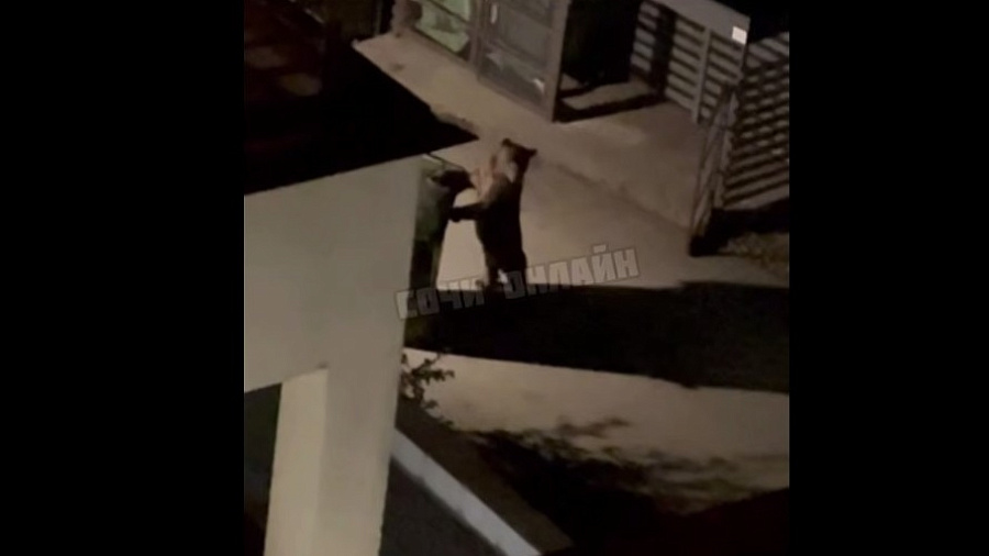 Медведь укатил мусорный бак с улицы Красной Поляны 