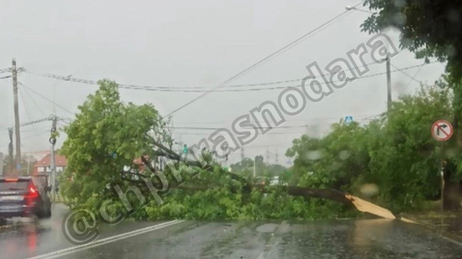 Ливень с ветром, утонувшие улицы и поваленные деревья. На Краснодар 12 августа обрушилась непогода