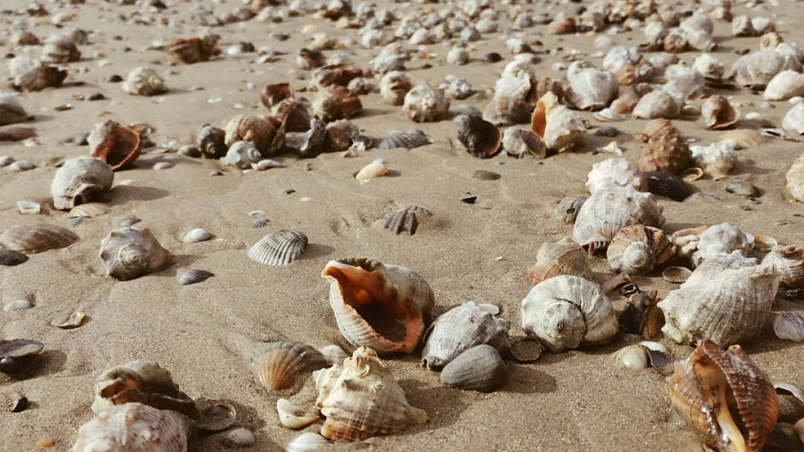 В Анапе на пляжи после шторма выбросило тысячи рапанов
