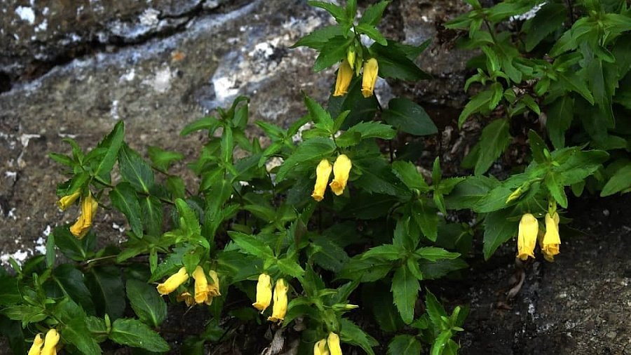 В горах Сочи распустился уникальный доледниковый цветок (ФОТО)