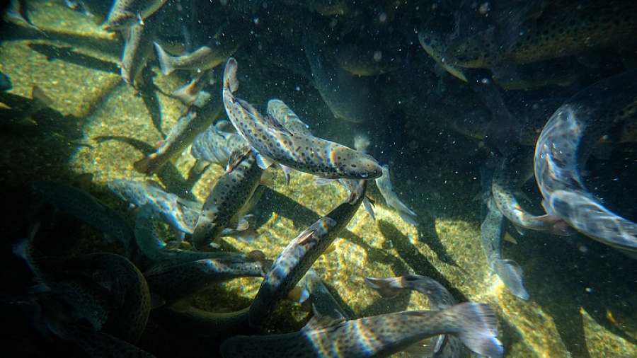 Расти, рыбка, большая! «Черномортранснефть» выпустила в реку Мзымта 232 тысячи мальков черноморского лосося