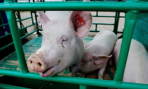 Египет, Турция и Абхазия. Стали известны объемы импорта мандаринов в Краснодарский край