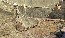 В Анапе предостерегли рыбаков из-за гибели дельфинов в сетях